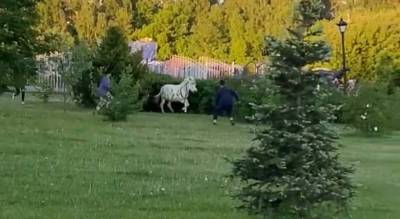 «Краски нанюхалась»: ярославцы утроили погоню за крашеной лошадью. Видео