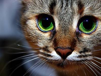 Петербургский кот, встречавший покупателей на кассе магазина, оказался на улице