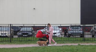 Бездомных псов увезут в Подмосковье: под Ярославлем начался отлов уличных собак