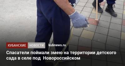 Алексей Одеров - Спасатели поймали змею на территории детского сада в селе под Новороссийском - kubnews.ru - Краснодарский край - Новороссийск