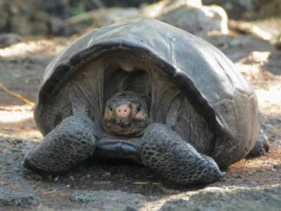 На Галапагоссах нашли считавшийся вымершим вид гигантских черепах
