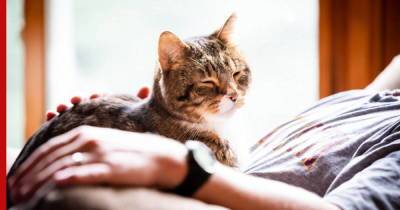 Как продлить жизнь кошке: 5 советов