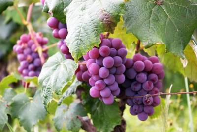 Россиянам напомнили о штрафе за разведение винограда «Изабелла»