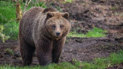 Медведь побеспокоил подмосковных дачников
