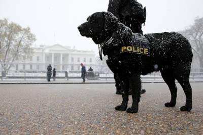 В США собак-полицейских досрочно отправили на пенсию из-за каннабиса