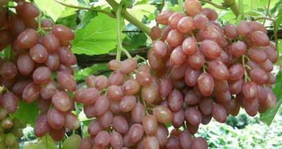 Описание кишмишных сортов винограда
