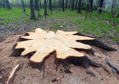 В Чехии из-за ошибки лесничего напрасно спилили 300-летний дуб