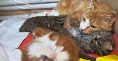 В Приморье домашняя кошка взяла на воспитание леопардовых котят