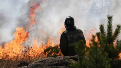 За сутки площадь лесных пожаров сократилась на 1,2 тыс гектар