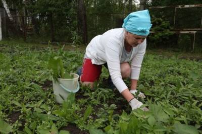 Российских дачников оштрафуют за сорняки на участке