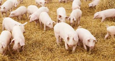 Мировое производство свиней увеличится на 15 % в 2021 году