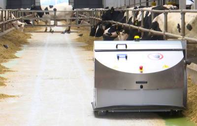 Первая в СНГ роботизированная молочная ферма работает в Беларуси