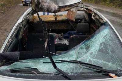 Под Красноярском водитель и пассажир чудом выжили после прыгнувшего на машину лося