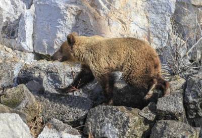 В Башкирии медведь проводил овец до родной деревни