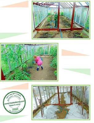 Выращивание персиков в теплице: фото-отчет