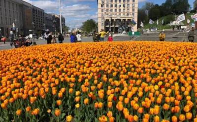 У Києві на честь Героїв Небесної сотні розквітли 100 тисяч тюльпанів (ФОТО)