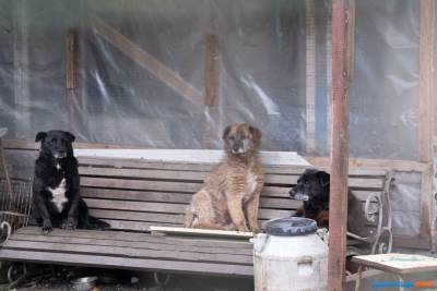 Южно-Сахалинск построит приют для бездомных животных в Анивском районе