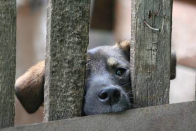 Волгоградского единоросса проверят на издевательства над собакой