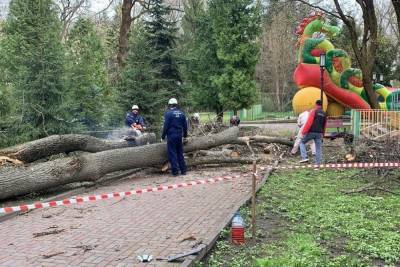 Алексей Толстой - В Брянске распилили дерево, которое упало в парке Толстого - mk.ru - Брянск
