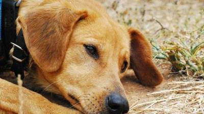 Ситуацию с собаками из психбольницы имени Кащенко прокомментировал помощник главврача