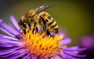 В Нидерландах провели перепись пчел