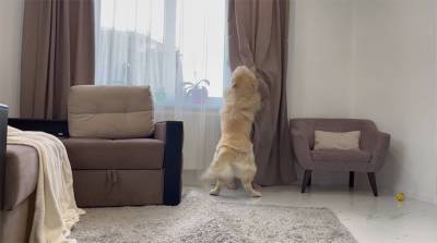 Реакция собаки на "пропавшего" хозяина развеселила пользователей Сети (Видео)