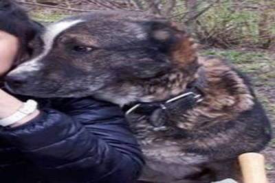 Брянские зоозащитники обвинили семью в поедании щенков