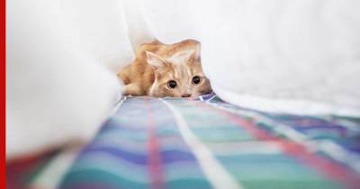 Почему кошки копаются в постели хозяев и как с этим бороться