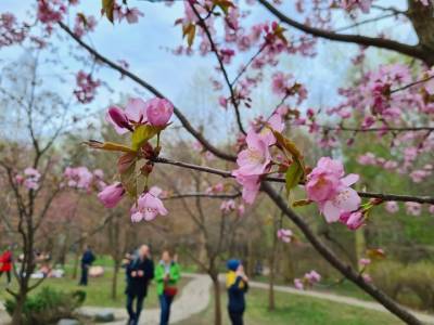 В Бирюлевском дендропарке пройдет праздник цветения сакуры
