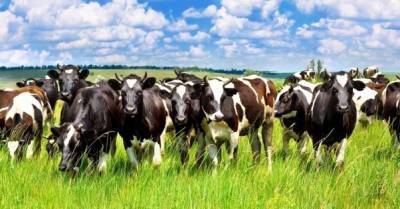 Для улучшения генетики: зачем Украина резко нарастила импорт крупного рогатого скота