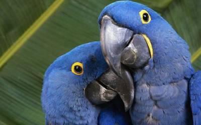 Сейчас в природе насчитывается около 370 видов попугаев, из которых четверть находится на грани исчезновения