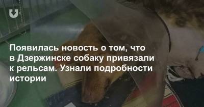 Появилась новость о том, что в Дзержинске собаку привязали к рельсам. Узнали подробности истории