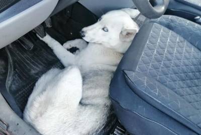 Патрульные Львова спасли собаку, которую сбил и бросил умирать водитель