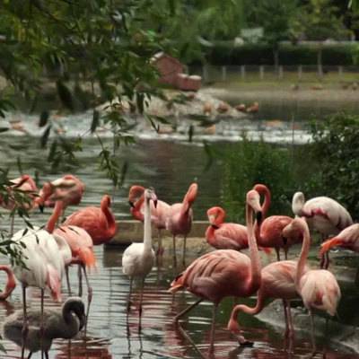 Фламинго Московского зоопарка снова поселились на Большом пруду