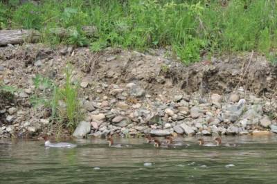 При сплаве по алтайской реке погибла туристка из Новосибирска