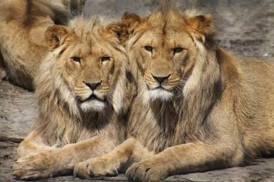 Лев - Восемь львов заразились COVID-19 в индийском зоопарке - argumenti.ru - Турция - Индия - Хайдарабад