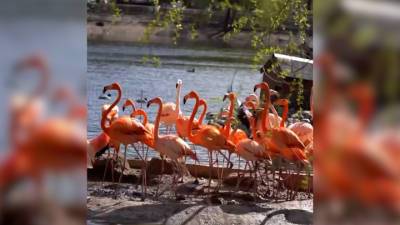 Московские фламинго переехали в летний вольер