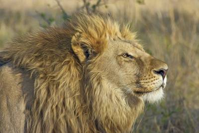 Коронавирус зафиксировали у восьми львов в зоопарке в Индии