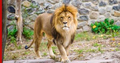 Восемь львов стали первыми дикими животными с коронавирусом в Индии