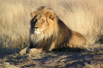 В зоопарке Индии восемь львов заразились коронавирусом