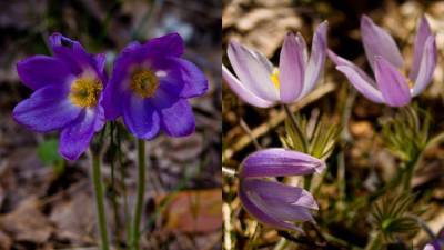 В Чернобыльской зоне расцвели редкие цветы: невероятные фото растений