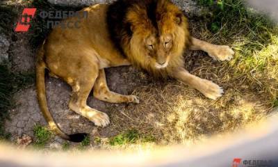 «Раньше такого не было»: в индийском зоопарке COVID-19 выявлен у тигров и львов