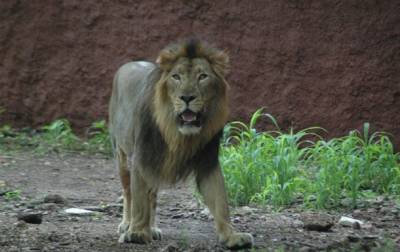 В Индии восемь львов заразились коронавирусом - korrespondent.net - Гонконг - Нью-Йорк - Индия - Хайдарабад