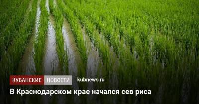 В Краснодарском крае начался сев риса