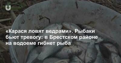 «Карася ловят ведрами». Рыбаки бьют тревогу: в Брестском районе на водоеме гибнет рыба
