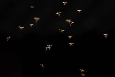 На волю выпустили ГМО-комаров от компании, которую финансирует Билл Гейтс