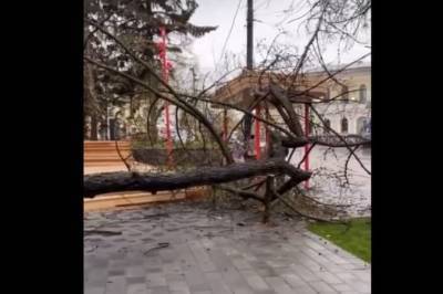 Дерево упало в благоустроенном сквере им. Свердлова в Нижнем Новгороде