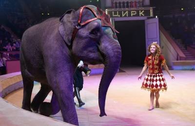 Цирковые животные в России будут «уходить на пенсию» в сафари-парк в Крыму