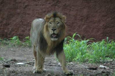 В Индии восемь львов подхватили коронавирус