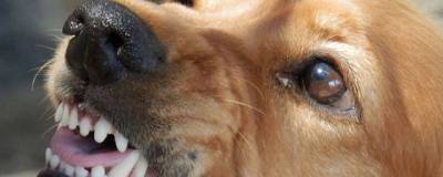 В Воронеже чипированная собака укусила 12-летнюю девочку